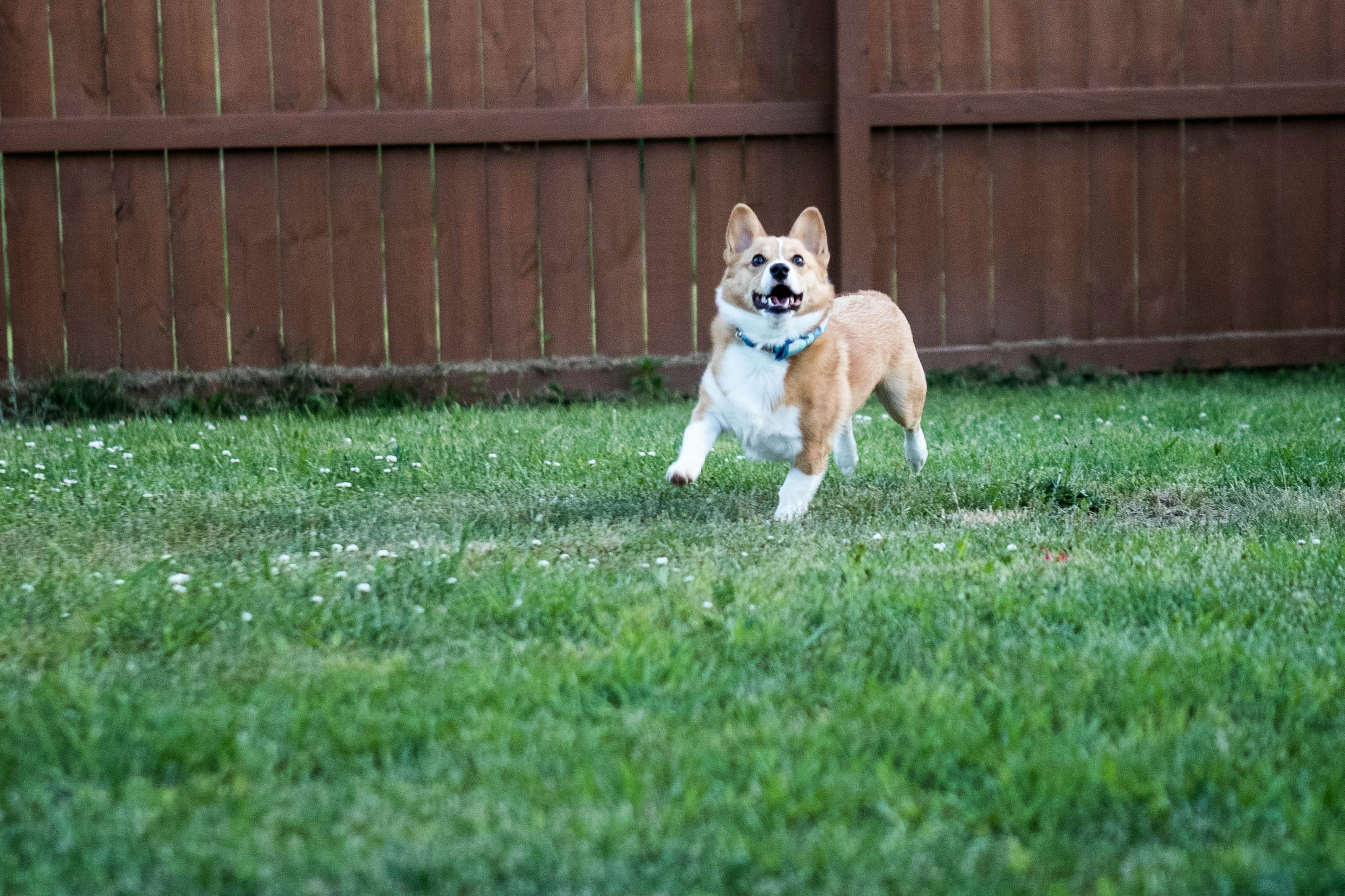 Happy dog running through grass on a clean lawn in Sauk County