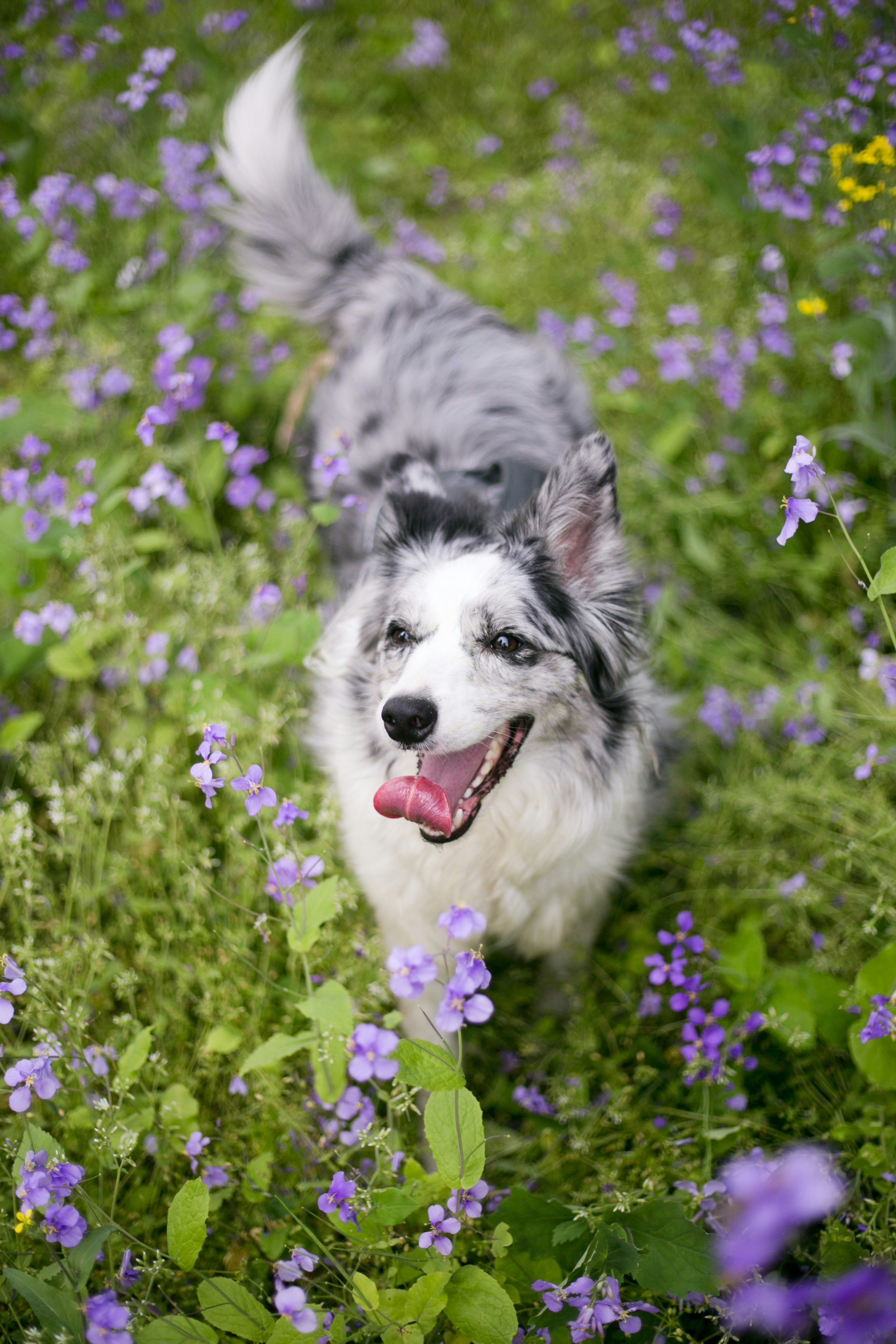 Dog enjoying a clean yard with flowers after poop scooping service in Baraboo
